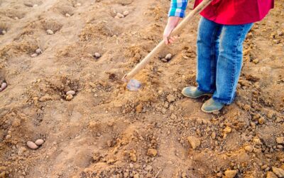 Essential Soil Maintenance Tips Homeowners Should Remember