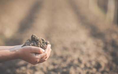 Mastering Soil Challenges: ProChemical’s Texas Solution